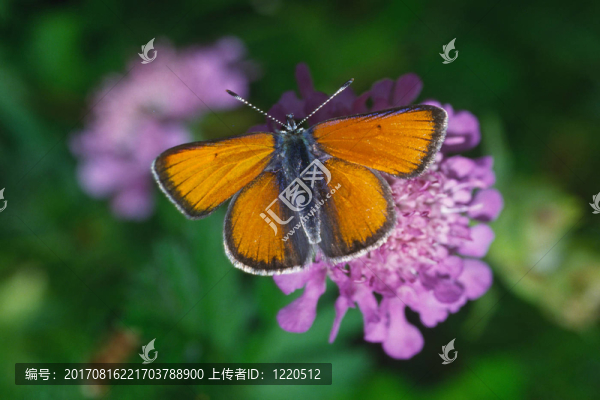 灰黃帚，dukatenfalter