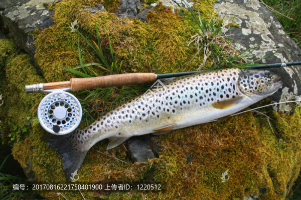 布朗鱒魚