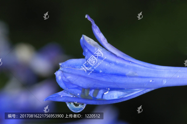 藍(lán)色