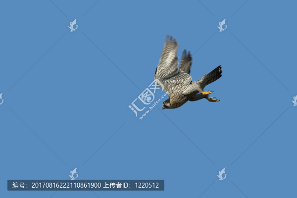 游隼飛行