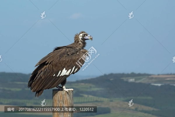 黑禿鷲