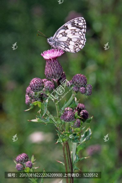 Melanargia，schachbrettfalter薊