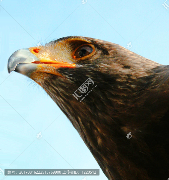鳥(niǎo)