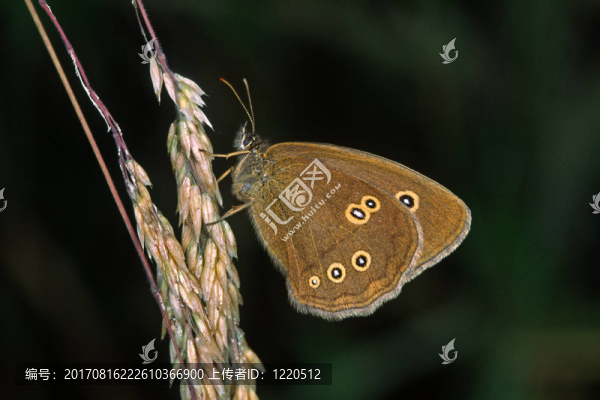 aphantopus,hyperantus，布朗woodfisher