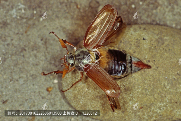melolantha,melolantha，場的甲蟲