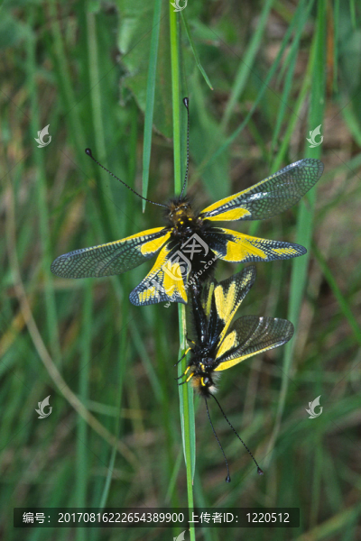 阿斯卡拉福斯libelloides，owlfly