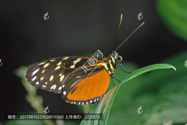 orangener熱帶蝴蝶