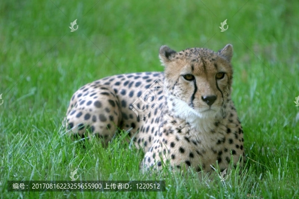 潛伏著