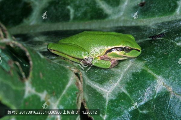 雨蛙MERIDIONALIS，地中海樹蛙