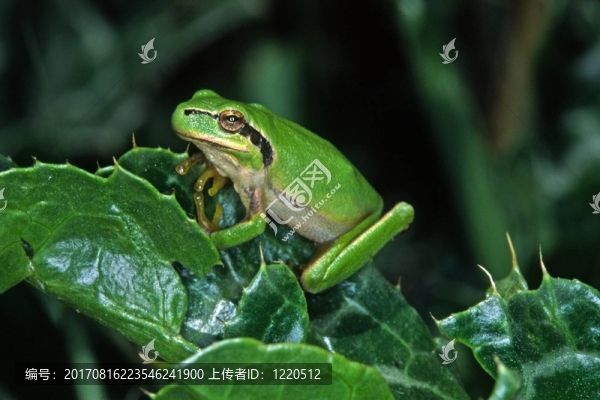 雨蛙MERIDIONALIS，地中海樹蛙