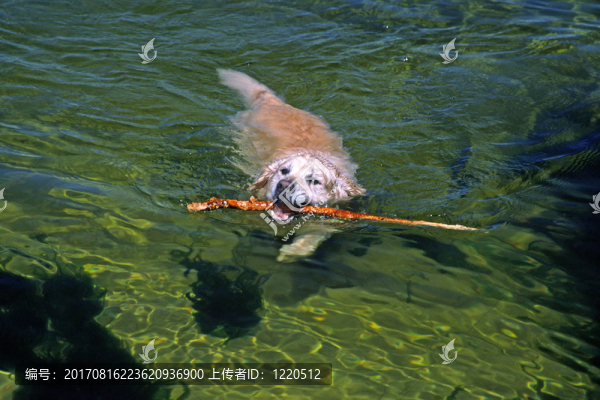 海狗游泳