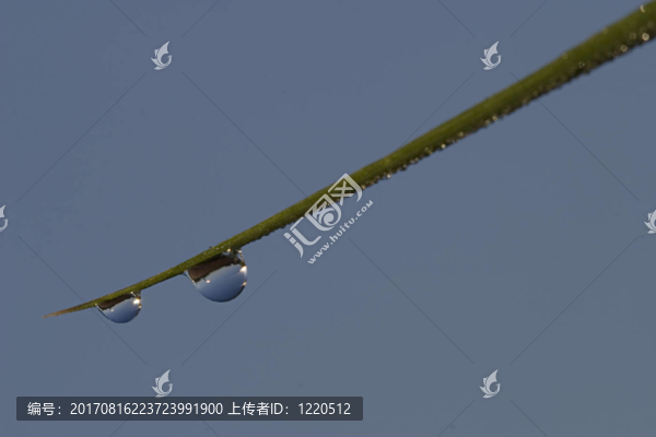 草莖上滴著水珠。