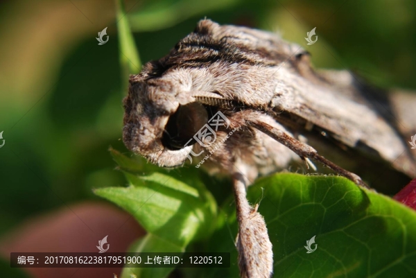 飛蛾