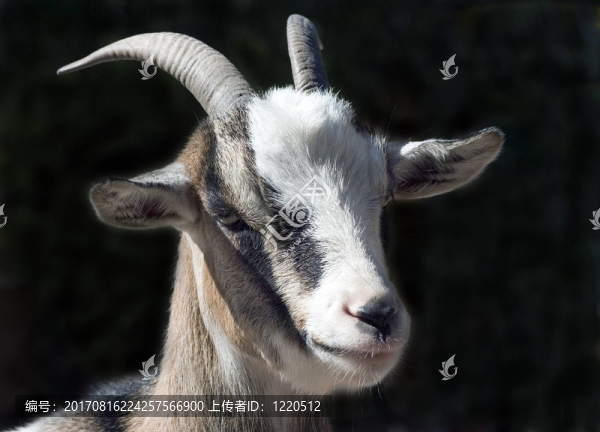 山羊的肖像