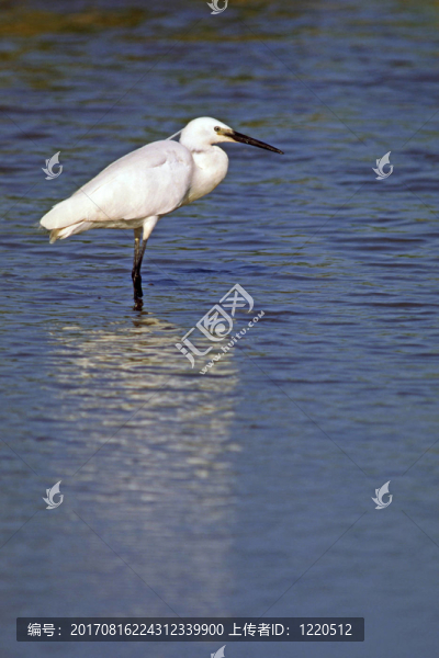 白鷺、egretta,garzetta