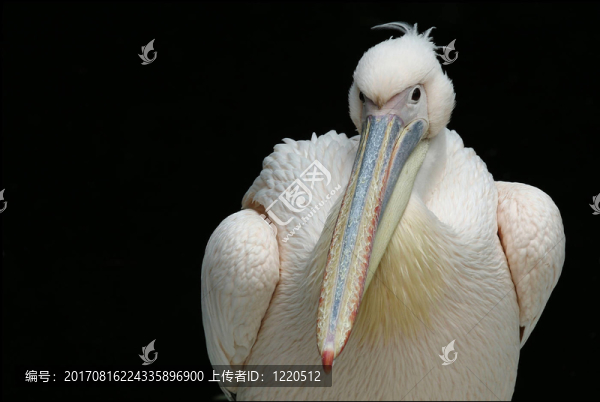 鵜鶘
