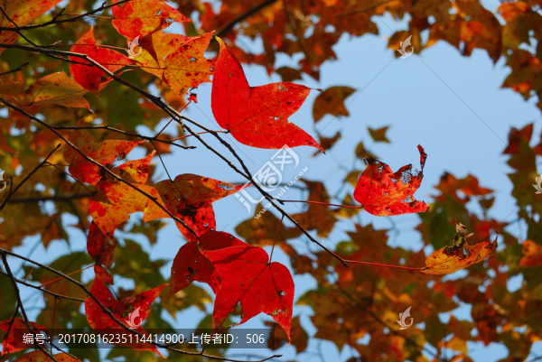 紅葉