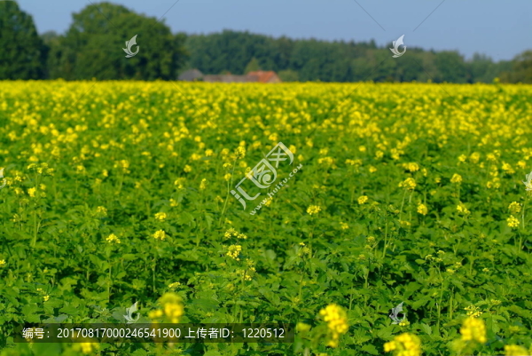 燦爛的油菜花田
