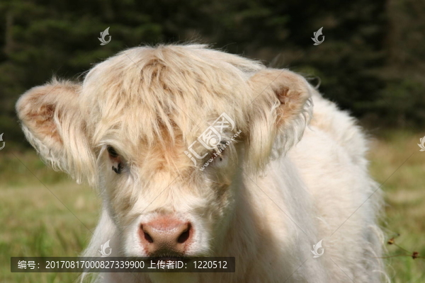 蘇格蘭牛肉