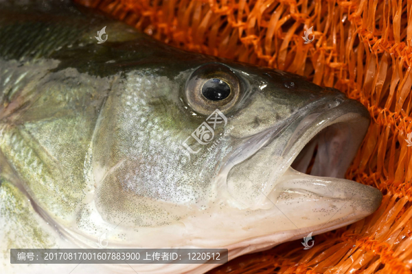 魚口樣