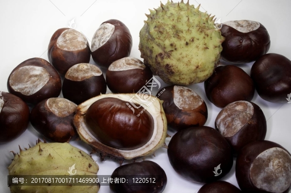 板栗6