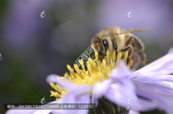 來自鳥類和蜜蜂