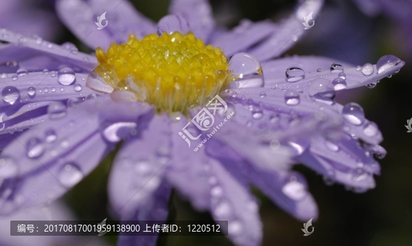 濕淋淋的紫菀