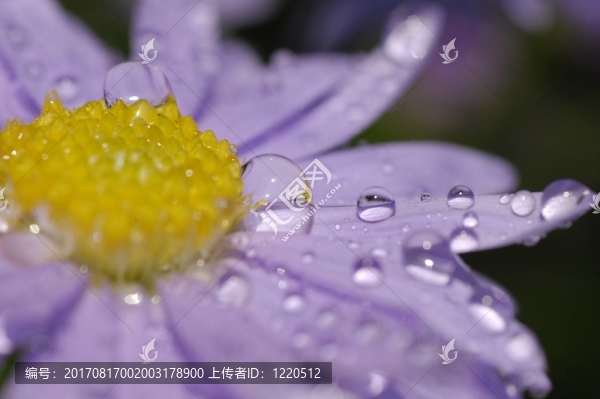 濕淋淋的紫菀