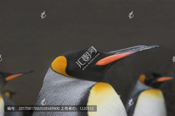 國王企鵝