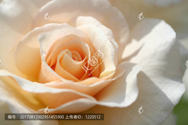 橙花