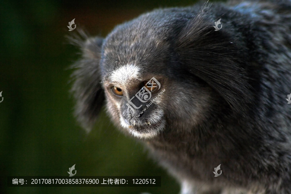 狨猴