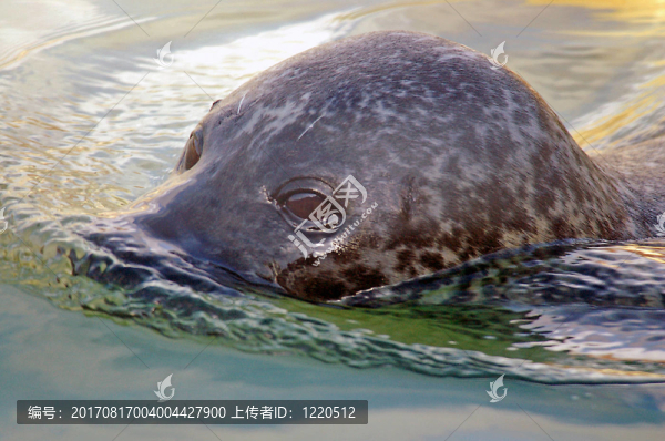 哺乳動物