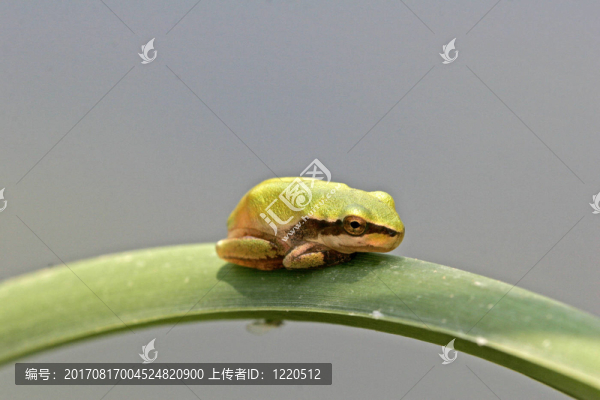 綠色