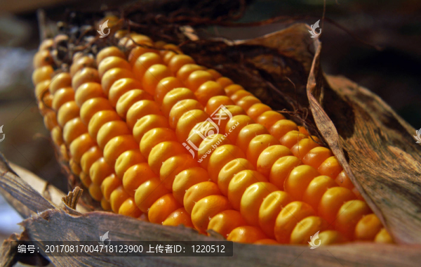 corncobs,01