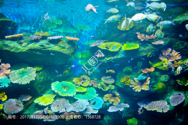 水族館,海底世界