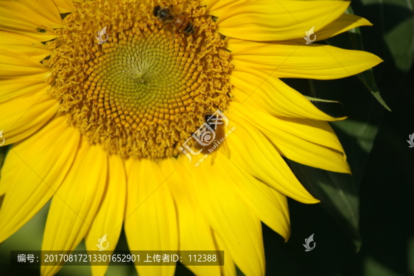葵花,向日葵,向陽花,葵花籽
