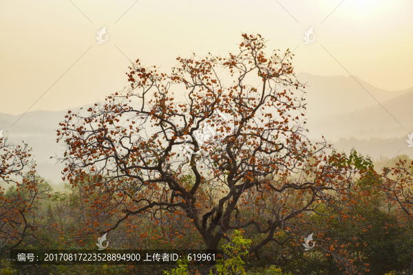 田園風(fēng)光柿子樹,霧景