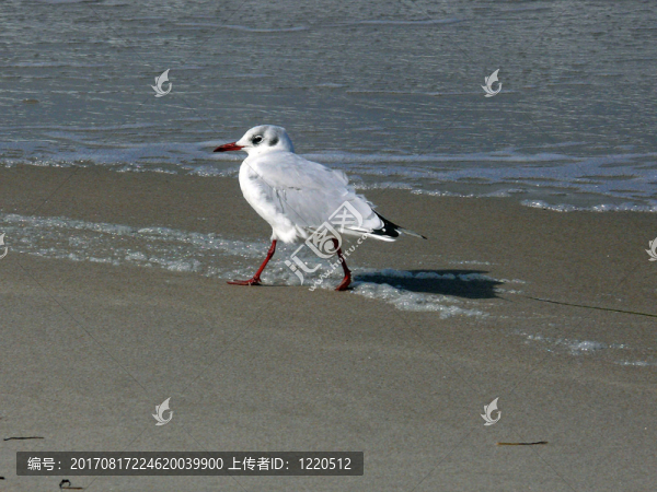 海灘