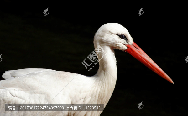 鳥(niǎo)