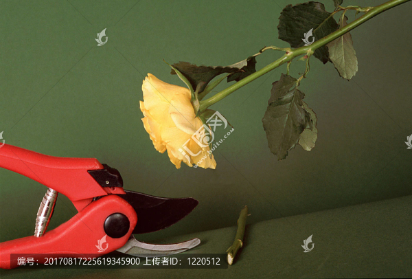 修枝剪玫瑰號2
