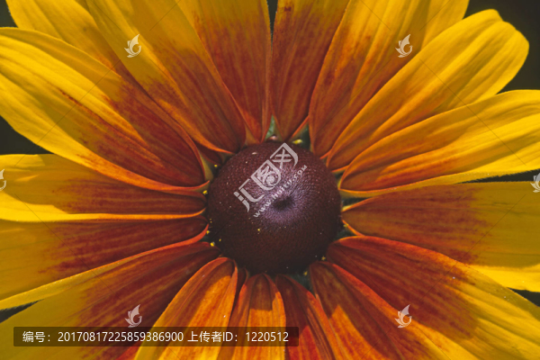 黑心菊、松果菊（花了）