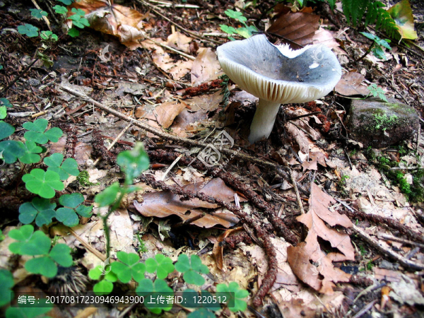 cyanoxantha