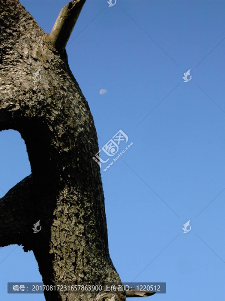月亮和樹(shù)的天空