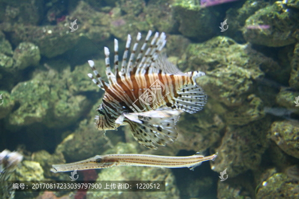 魚缸里的魚2