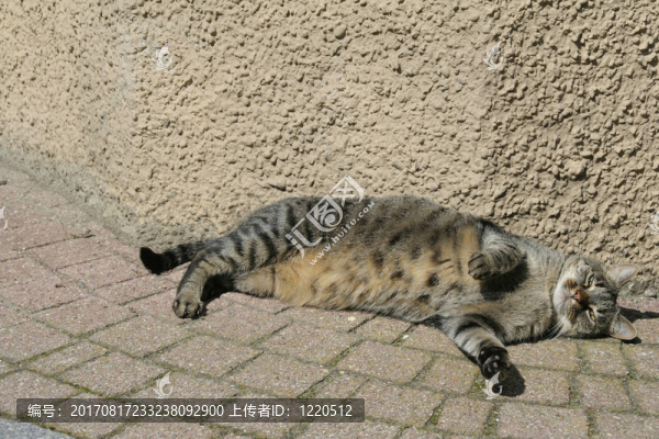 動(dòng)物