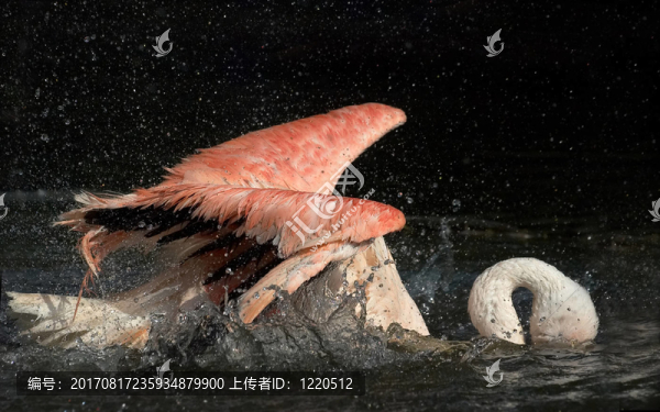 火烈鳥沐浴
