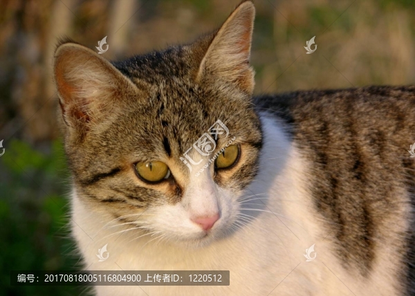 貓21