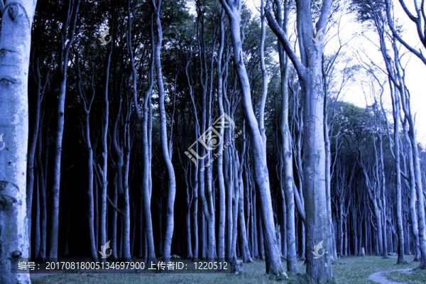 geisterwald