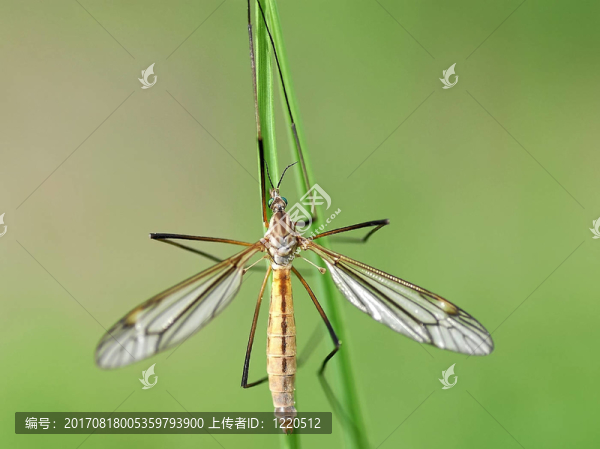 Tipula,paludosa