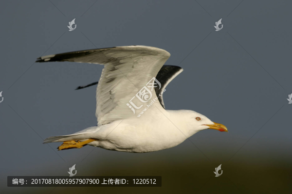 M？webflug
